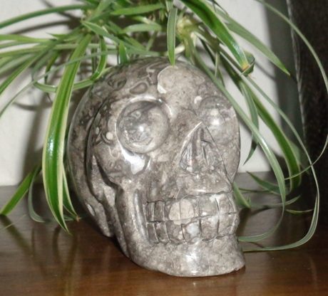 Kristallschädel Muschelfossil 1,27 kg
